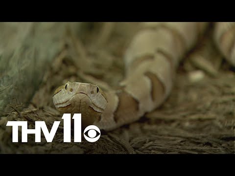 Arkansas sees extended snake season in 2025 – YouTube