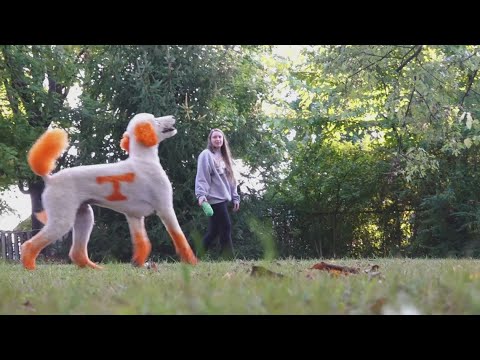 Meet: 'Duck' the viral power T poodle – YouTube