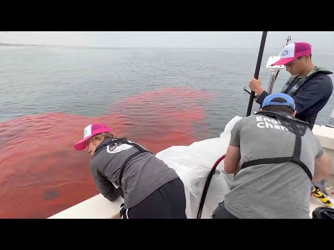 'Barbie Beach' Project Turns Ocean Pink In Santa Monica For Science Experiment