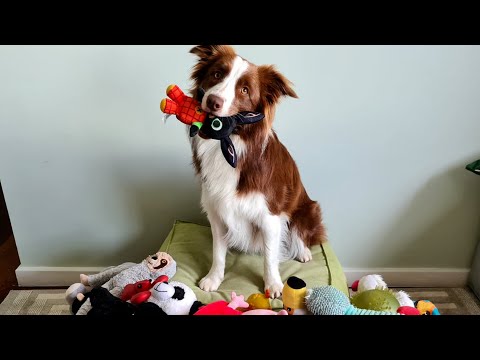 See dogs can sort toys vs Alternatives: What’s Best for You?