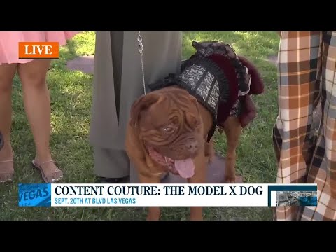 Content Couture: The Model X Dog – YouTube