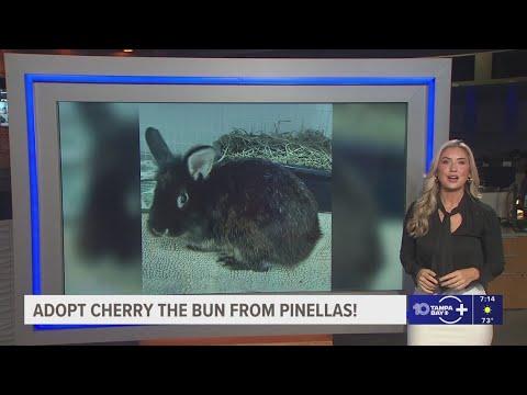 Give Cherry the Bun from Pinellas a fur-ever home! – YouTube