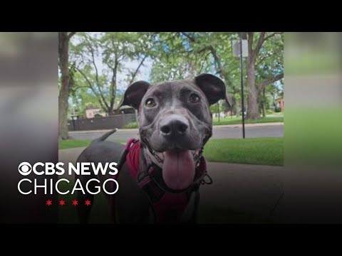 Meet Princess from Chicago Canine Rescue – YouTube