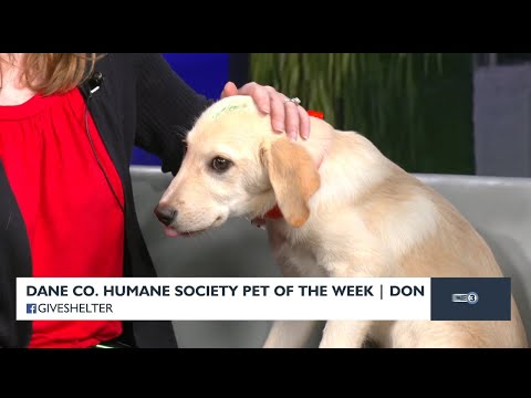 Meet Pet of the Week: Don – YouTube