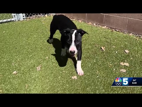 Pet Connection: Sept. 18, 2025 – YouTube