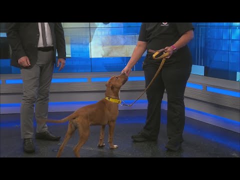 News 13 Pet Adoption Option: Thor – YouTube