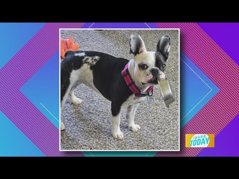 Zipper is ready for dinner and looks a little hangry – YouTube