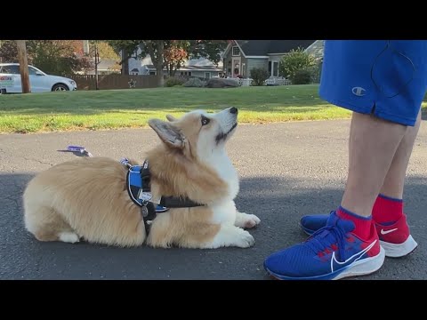 Syracuse Corgis debut at the Bills game – YouTube