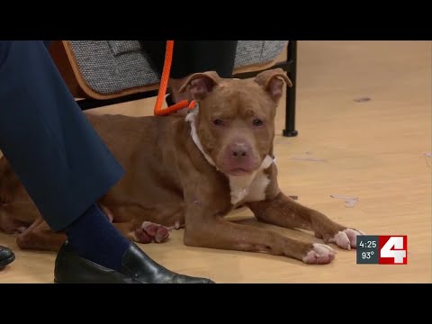 Pet of the Week: Allegra – YouTube