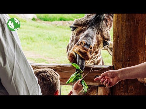 When Brush Becomes Breakfast – YouTube