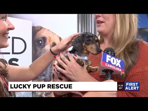 Four Legged Friends: Addie – YouTube