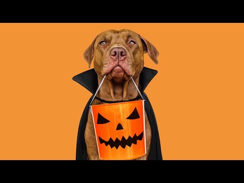 Celebrate Halloween with Mars Tails & Treating, for People & Pets – YouTube