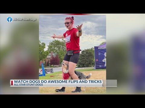 All Star Stunt Dogs joins Sunrise crew live at the Kern County Fair – YouTube