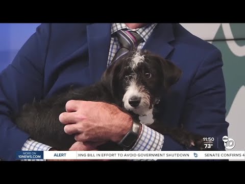 10News Pet of the Week: Ricky – YouTube