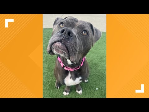Pets of the Week: 9-20-2025 – YouTube
