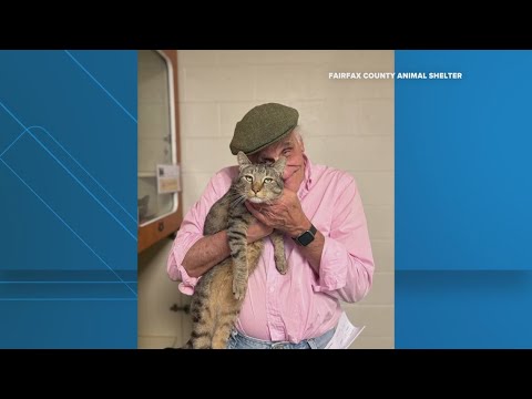 Cat returns home after microchip tracking mission – YouTube
