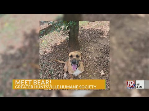 Meet Bear! News 19's Adoptable Pet of the Week | Sept. 19, 2025 – YouTube