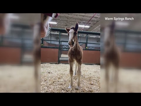 2 foals born at Warm Springs Ranch – YouTube