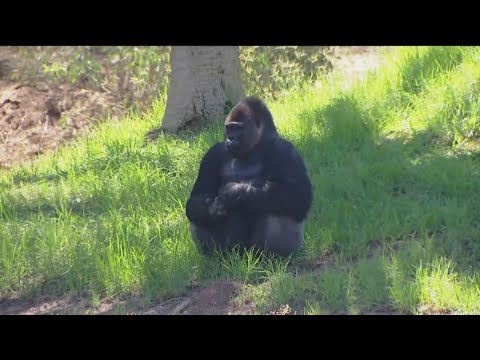 Meet the Safari Park's bachelor gorilla troop – Zoo Day – YouTube