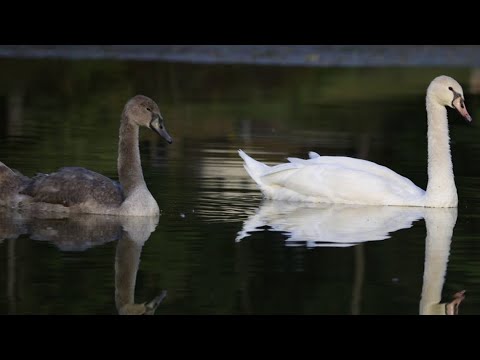Nature's serenity | PhotoLink Library – YouTube
