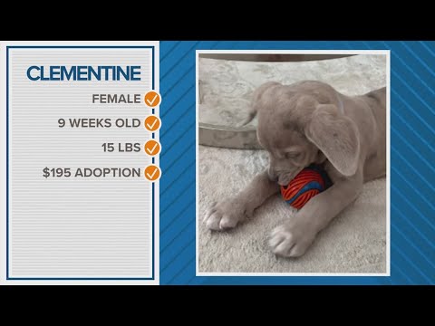 How about adopting Clementine as your Pawfect match? – YouTube