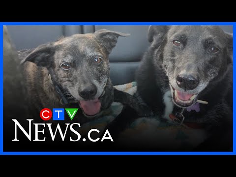 Doggy I dos: Meet the fetching bride – YouTube