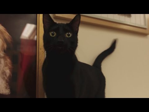 PAWS Chicago Pet of the Week: Smokey – YouTube