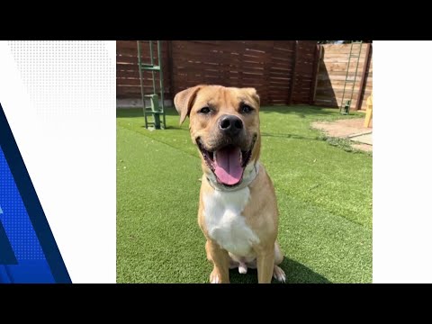 KPRC 2 Pet Connection: Meet Bailey at the Houston Humane Society – YouTube