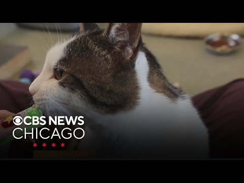 Pet of the Week: Phineas – YouTube