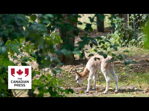 Newborn alpaca Carmela takes her first wobbly steps at Vancouver zoo – YouTube