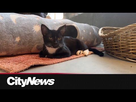 City of Calgary working to house animals in need with temporary adoption fee reduction
