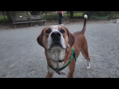 New York City's best neighborhoods for dog lovers ranked – YouTube