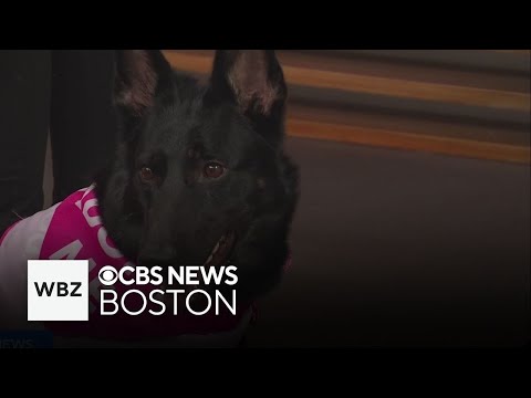 Two young and adorable German Shepherds available for adoption in Massachusetts