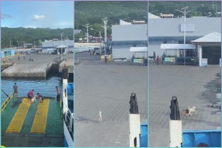 Spotted: Pet dog excitedly runs from ferry to dock to greet friends in Siquijor – Interaksyon