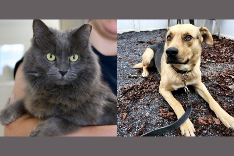 Meet Janet and Marley | RHSPCA Pets of the Week – Rocktown Now