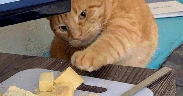 50 Chaotic Cats Being Cats And Nothing Else – Bored Panda