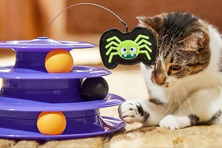 Wow! Chewy's new pet items for Halloween are super cute – TAG24