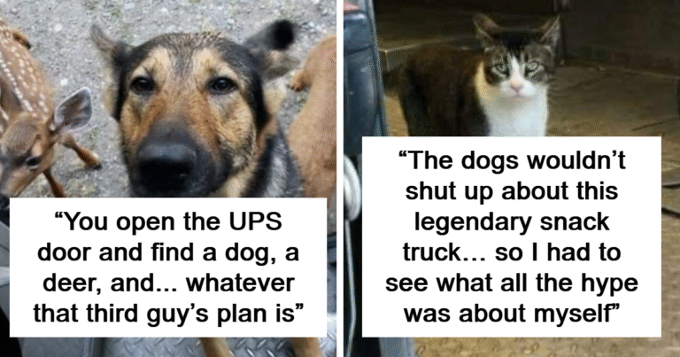 50 Of The Cutest Dogs And Other Pets UPS Drivers Met While On The Job (New Pics) – Bored Panda