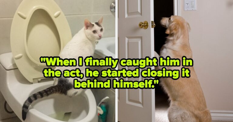 Pet Owners Are Sharing The Shocking Ways Their Pets Are Little Geniuses, And It's Cute As Heck