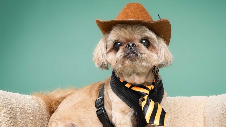 These Are the Top Trending Pet Costumes for Halloween – Mental Floss