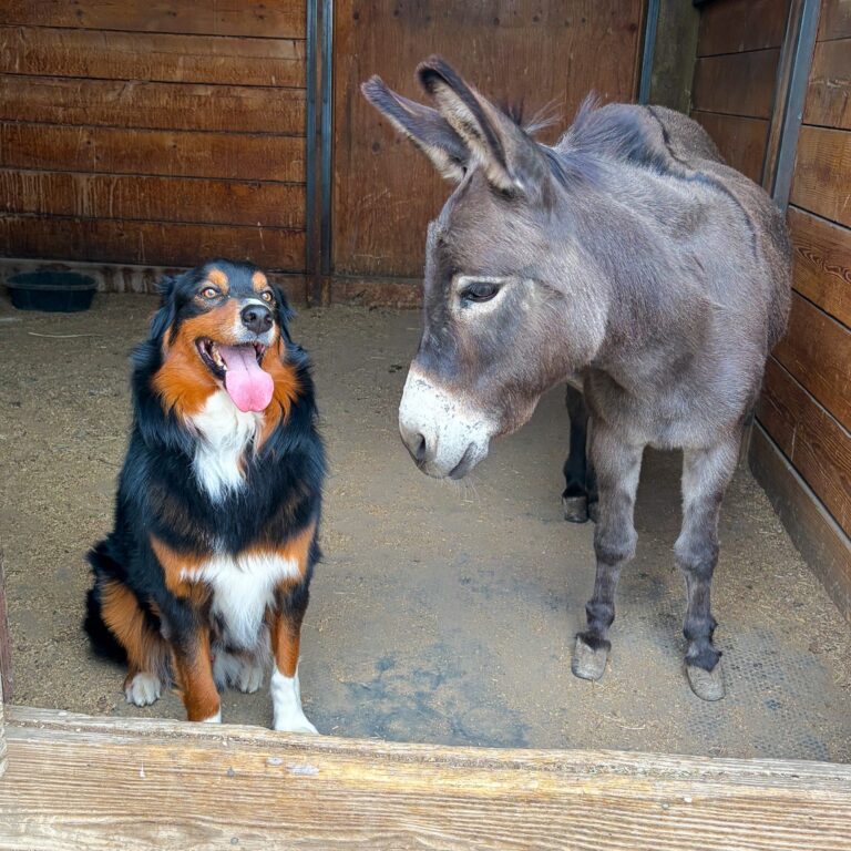Pet pride: Take a break with the cutest little companions from across the Central Coast