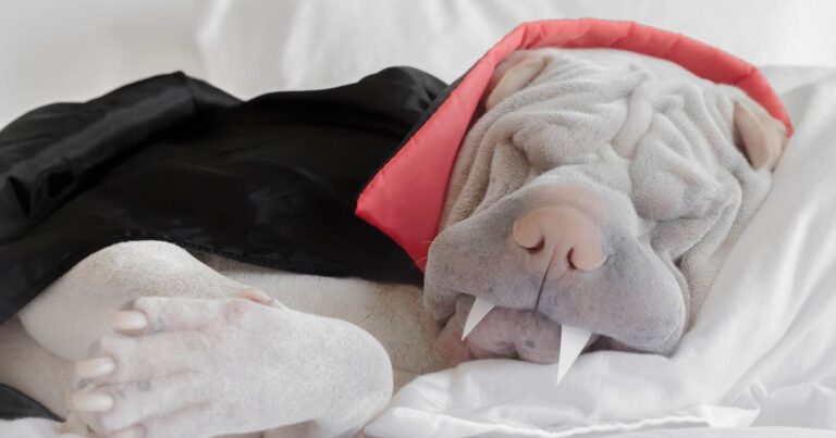 Five reasons pet Halloween costumes could see owners banned from keeping animals