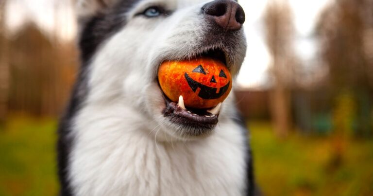 Dog owners issued 'do not' Halloween warning – Daily Record