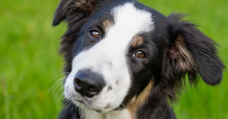 Vet warns dog owners 'cute' habit could be 'extremely dangerous' – Daily Record