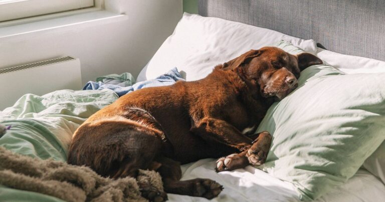 Animal expert settles debate on whether you should let dogs sleep in your bed – The Mirror