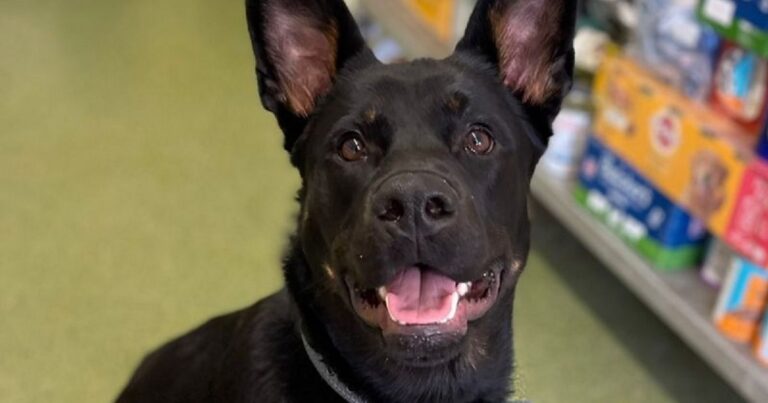 Eleven cute pets in need of loving homes across UK – won't you help them? – The Mirror
