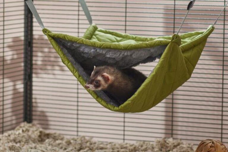 This pet bunk bed Is the ultimate favorite for small animals – TAG24