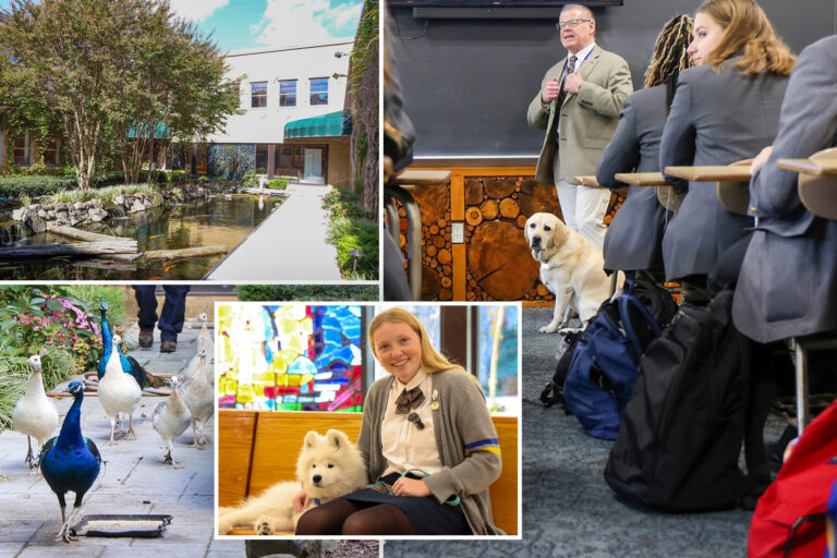 LI high school-turned-animal sanctuary has pack of dogs, peacocks strutting around campus