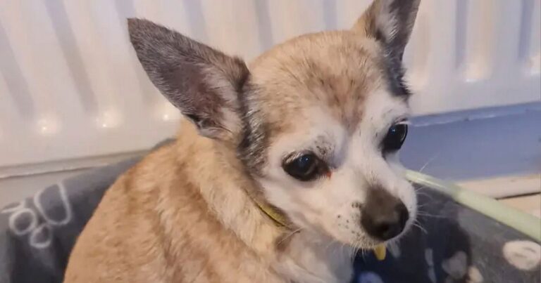 White-faced Tiny the chihuahua is UK's oldest rescue dog – but there's a twist – The Mirror