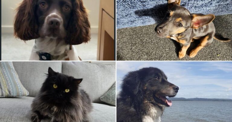 4 adorable Pets of the Week to brighten your day | The Mail